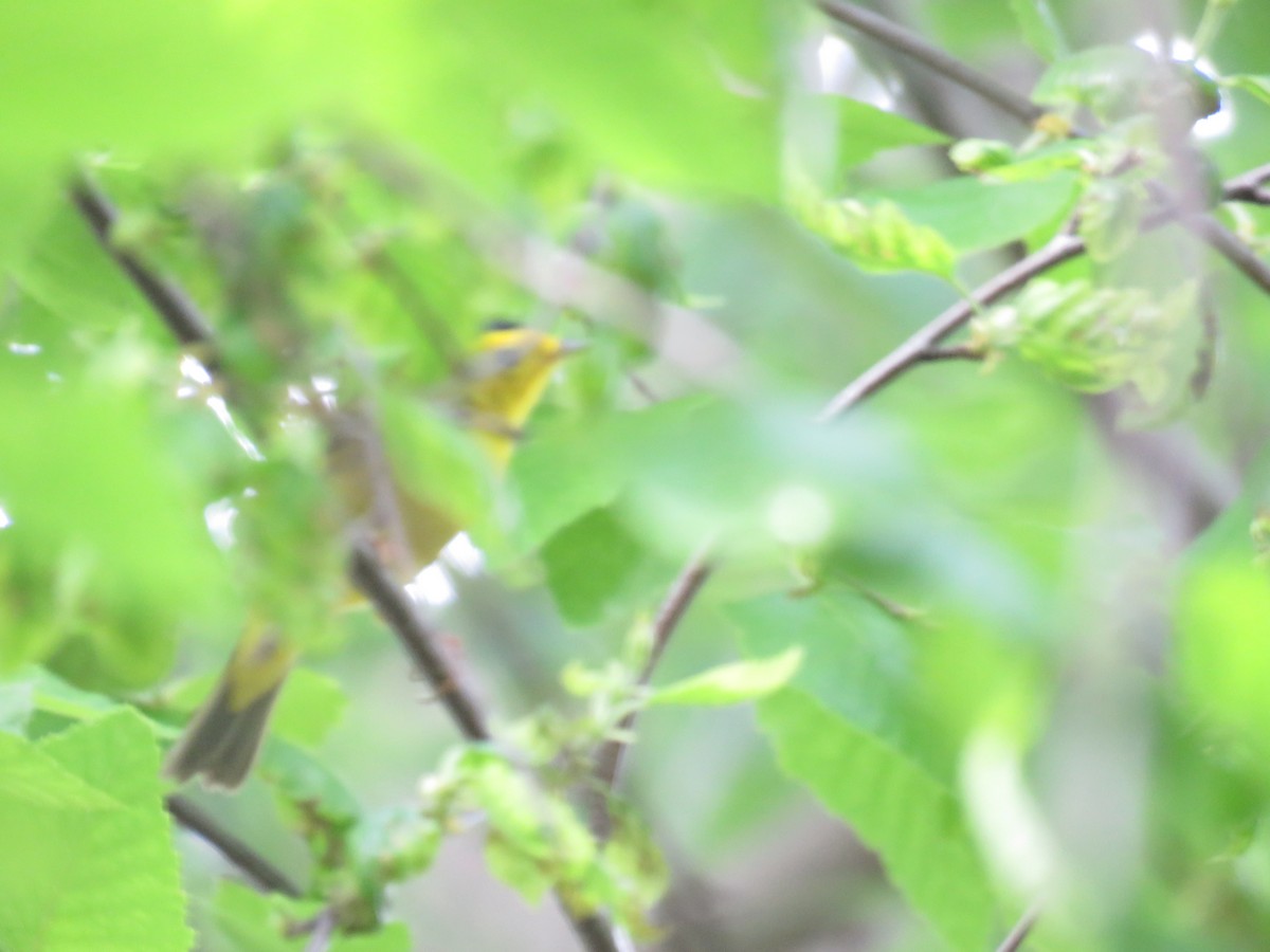 Wilson's Warbler - ML570940121