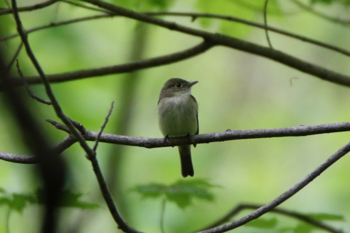 Acadian Flycatcher - ML570940231