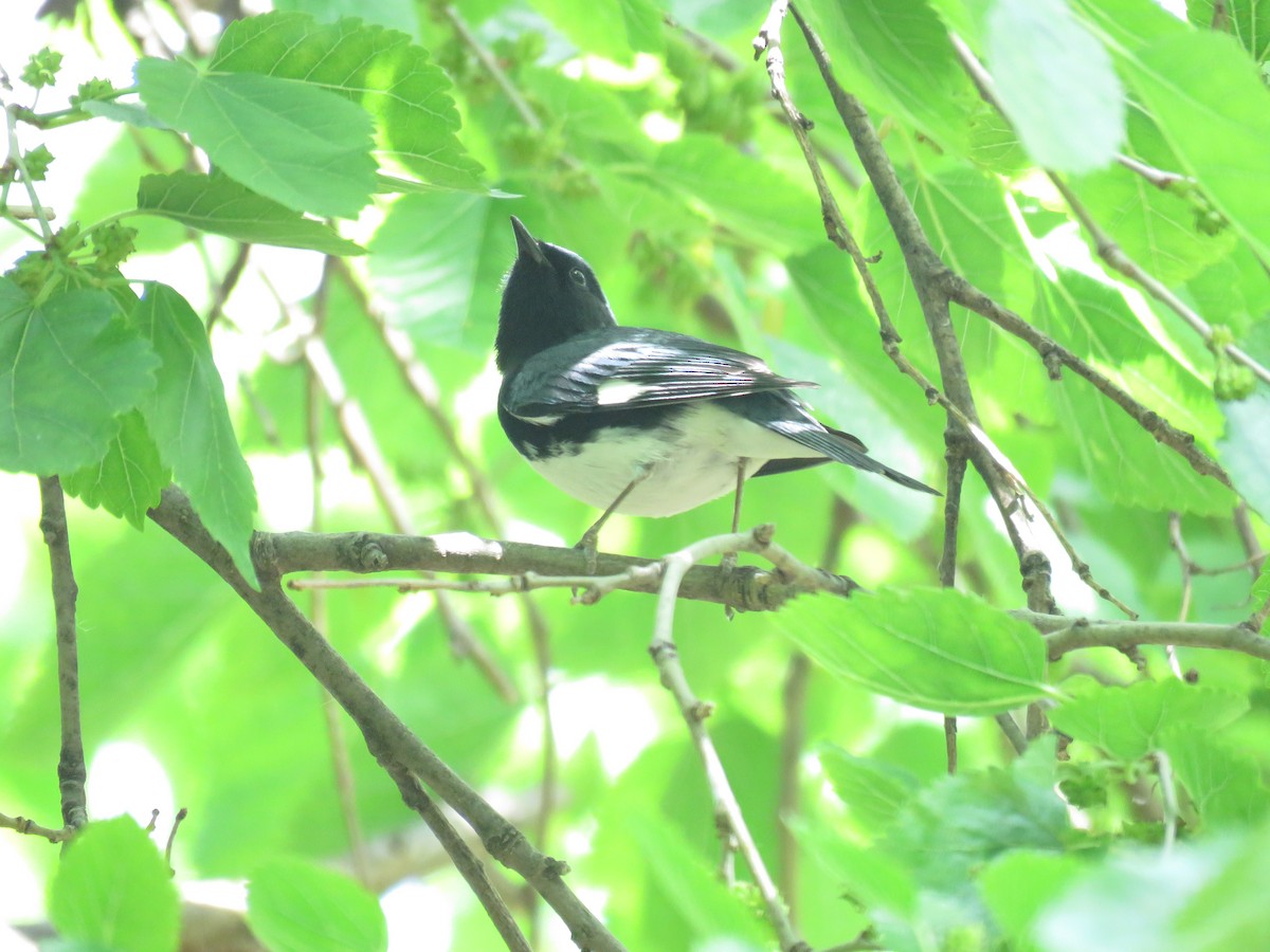 Black-throated Blue Warbler - ML570940431