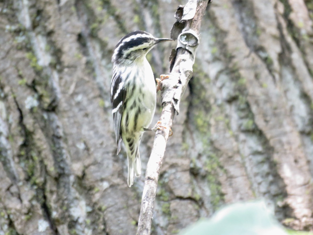 Black-and-white Warbler - ML570940591