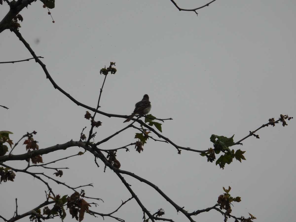 Ash-throated Flycatcher - ML570940621