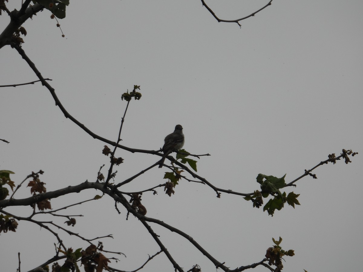 Ash-throated Flycatcher - ML570940631