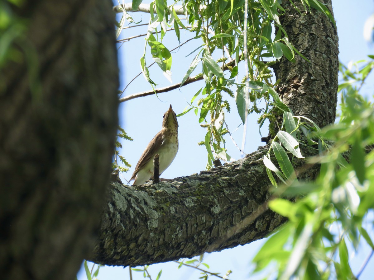 Veery - ML570941021