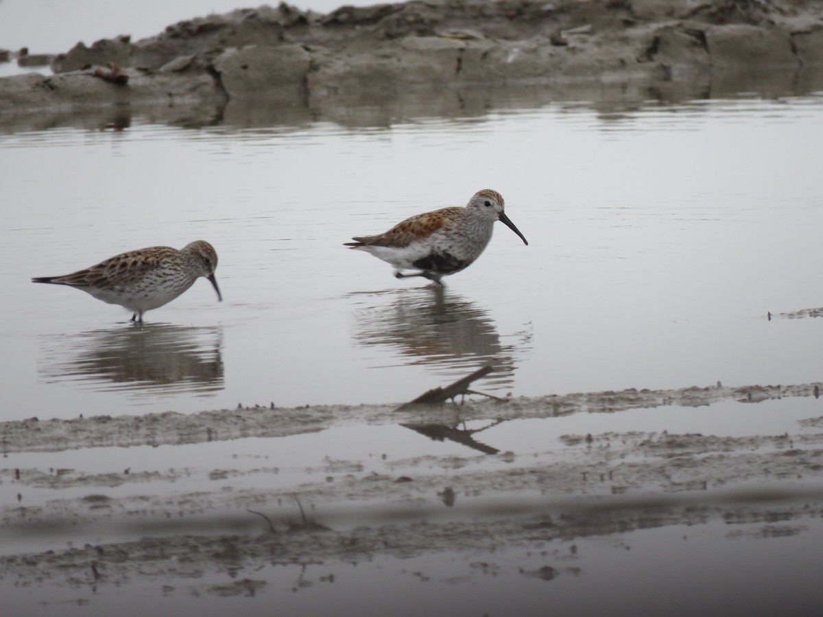 Dunlin - ML570943151