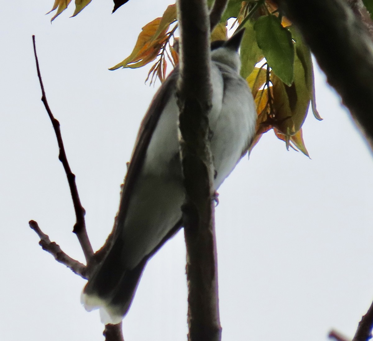 Eastern Kingbird - Maureen  Brodoff