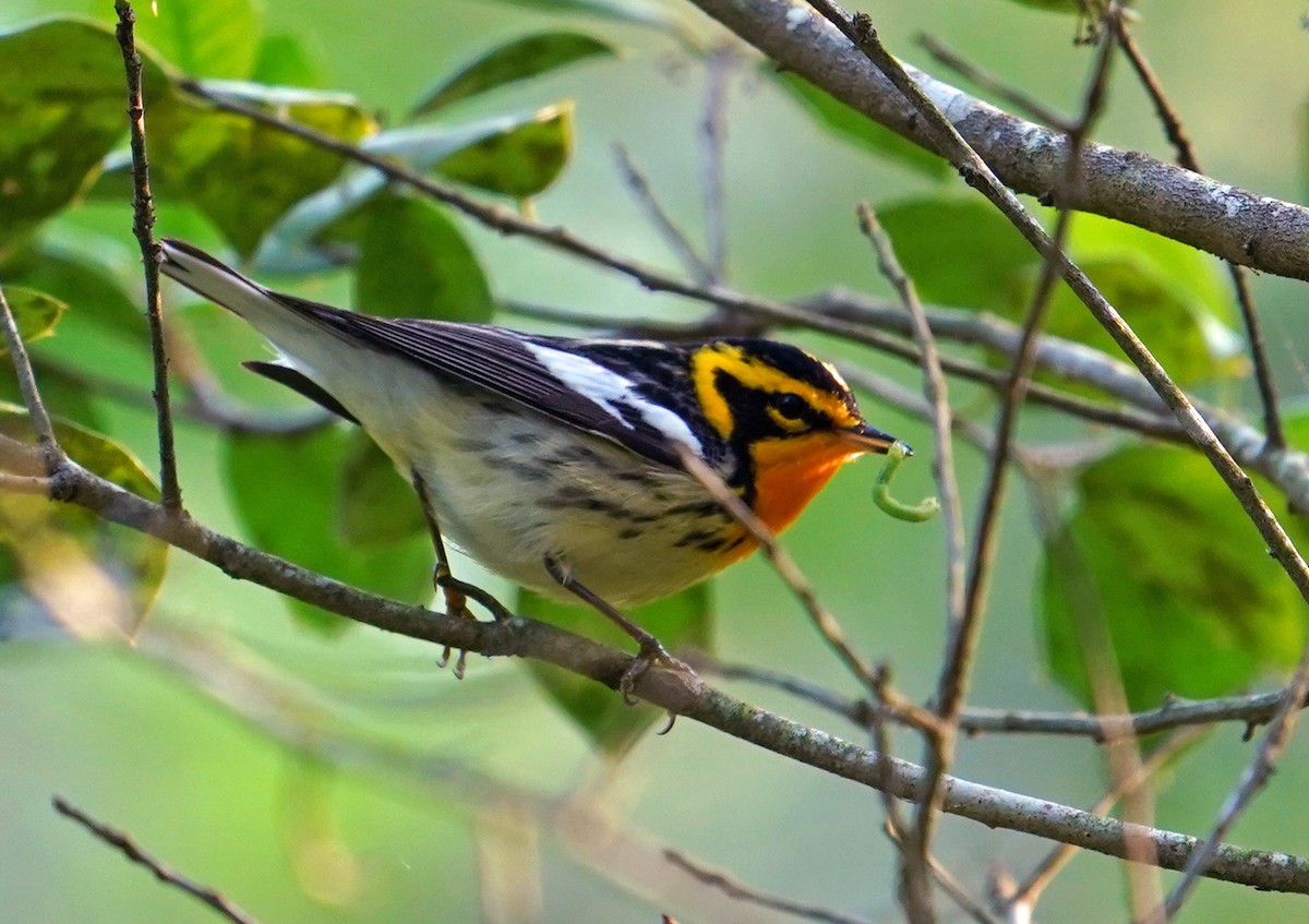 Blackburnian Warbler - ML570943941