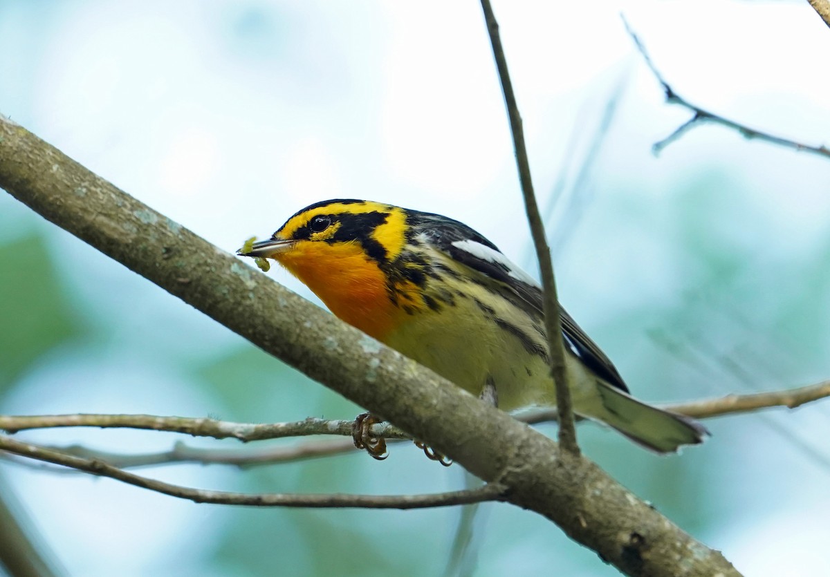 Blackburnian Warbler - Lee White