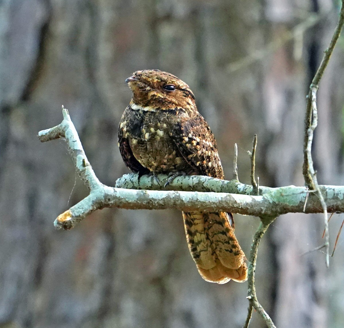 Chuck-will's-widow - Lee White