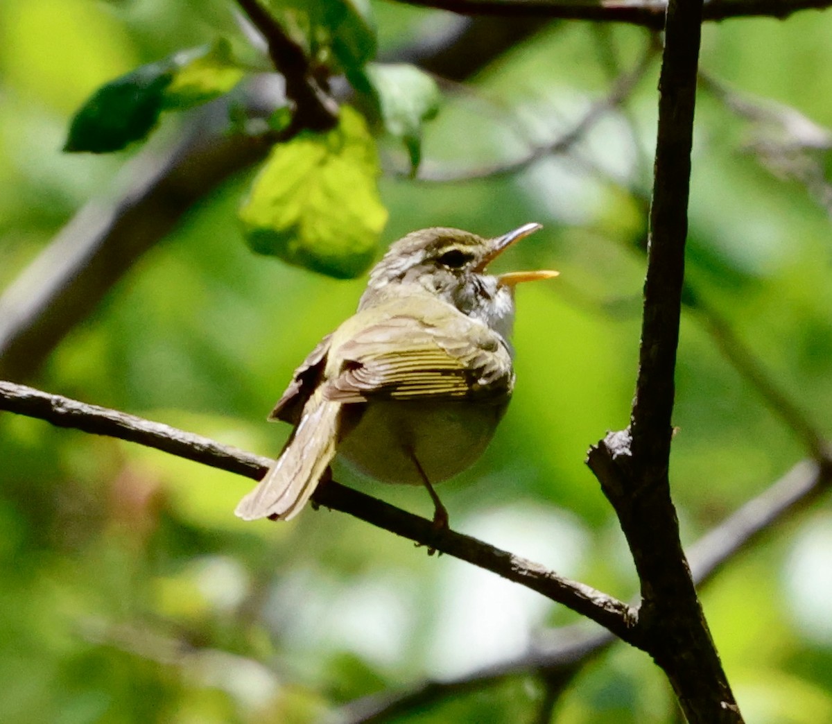 Eastern Crowned Warbler - ML570945411