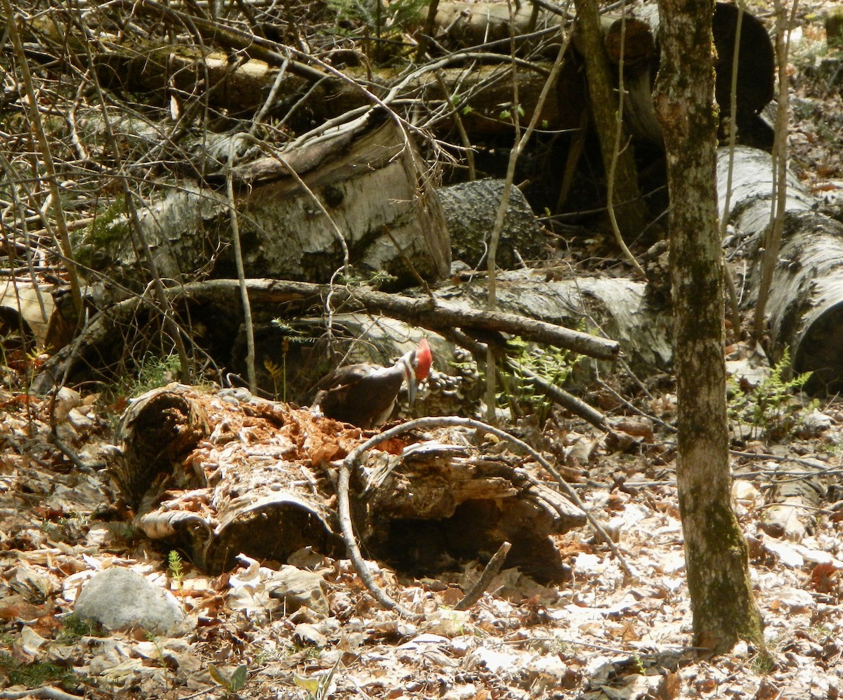 Pileated Woodpecker - ML570945731