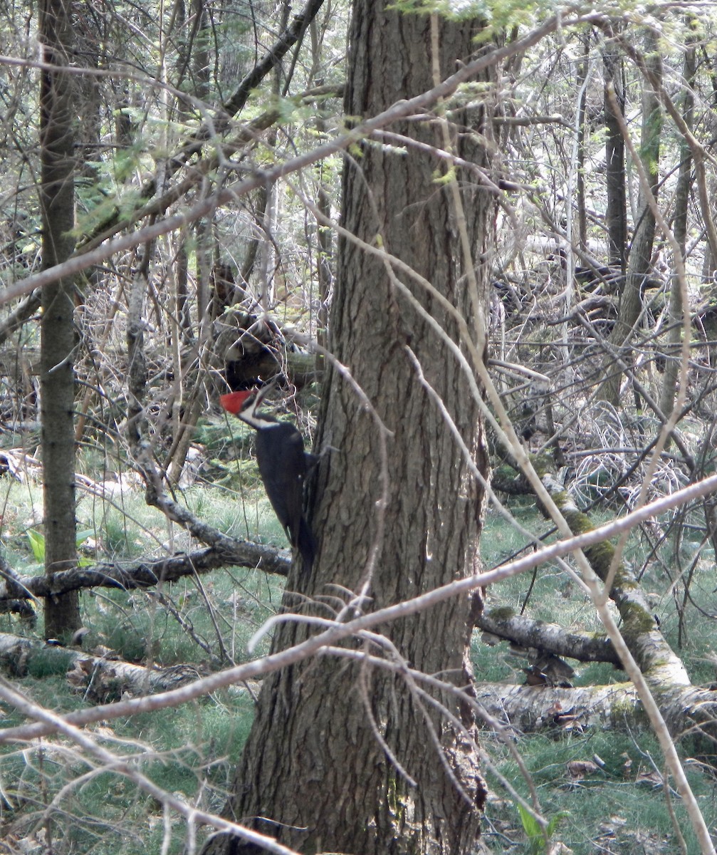 Pileated Woodpecker - ML570945741