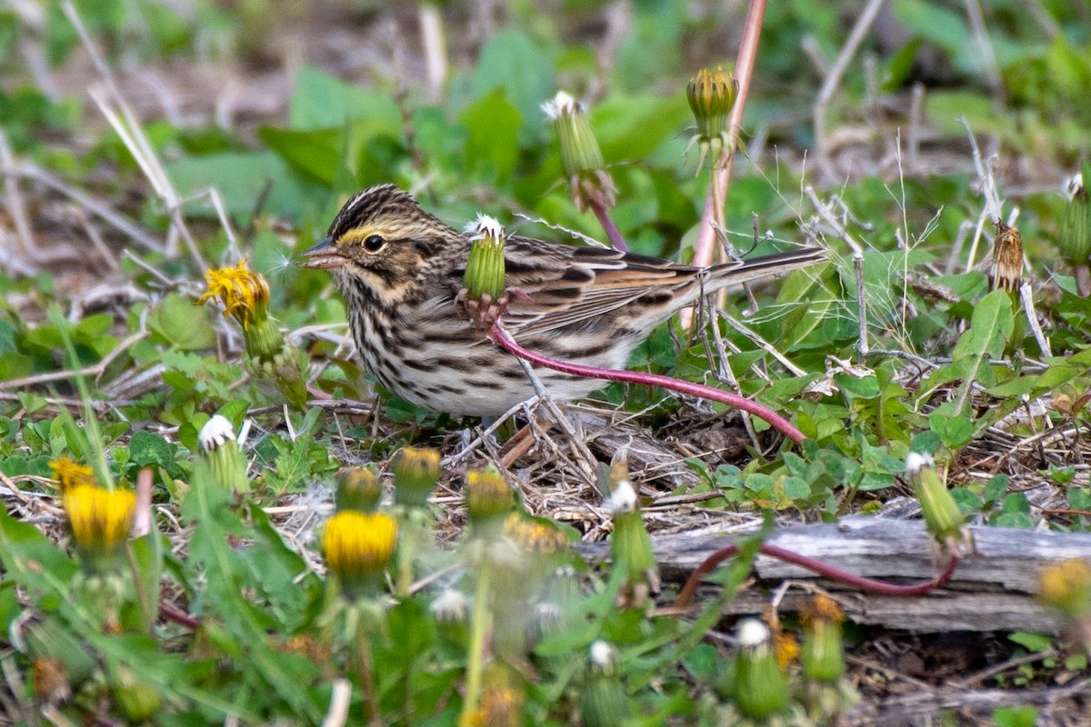 Savannah Sparrow (Savannah) - Bill Tollefson