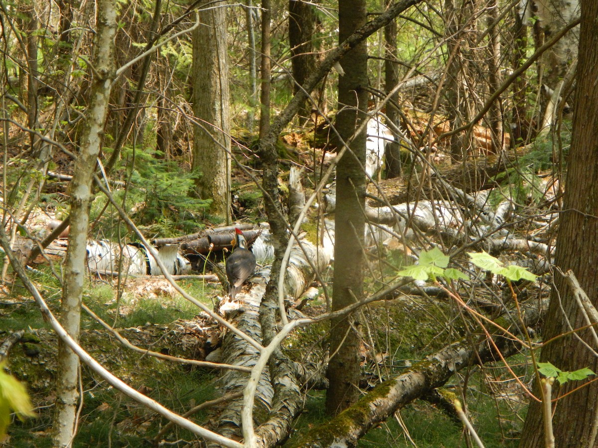 Pileated Woodpecker - ML570947701