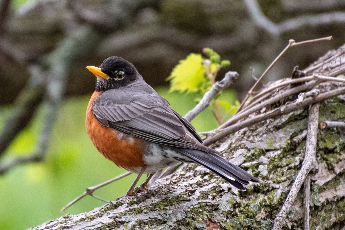 American Robin - ML570947911