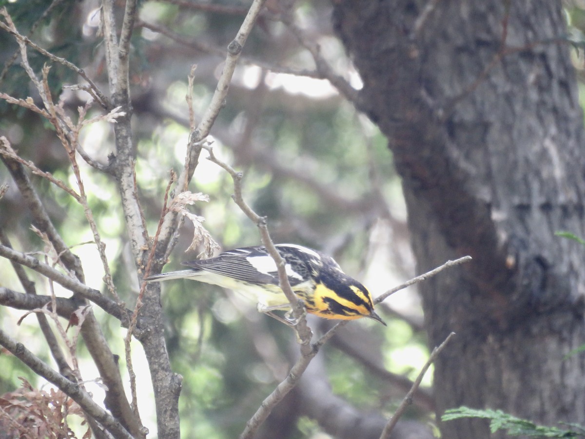 Blackburnian Warbler - ML570948031