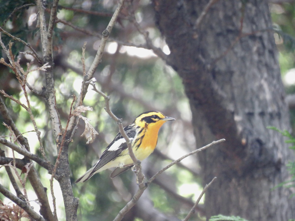 Blackburnian Warbler - ML570948201