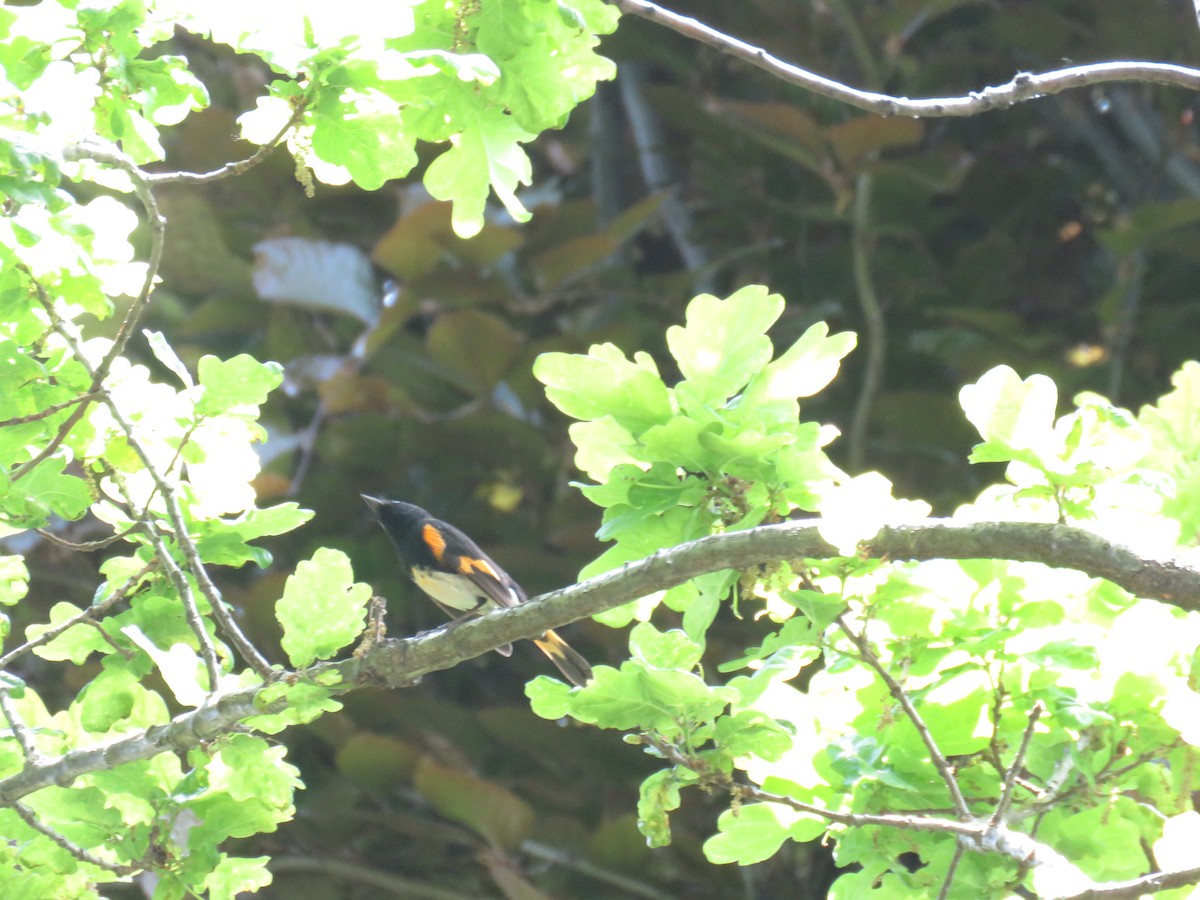 American Redstart - ML570948421