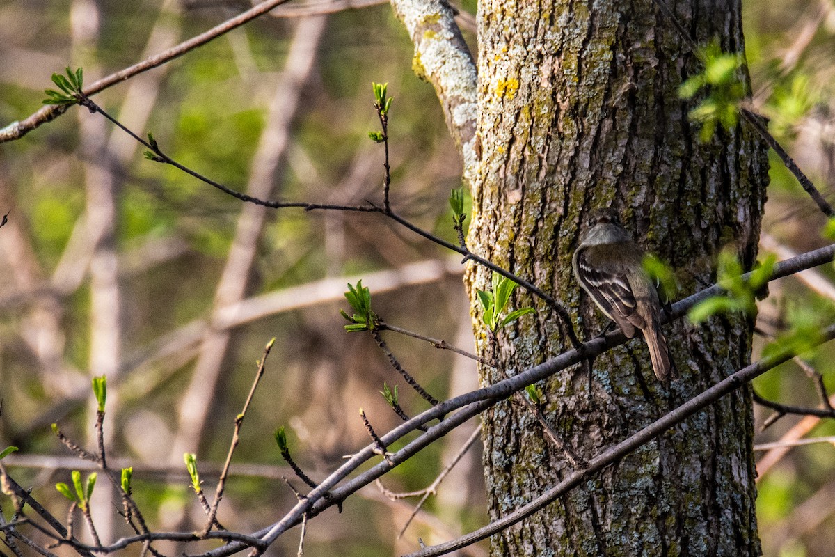 Moucherolle tchébec - ML570948941