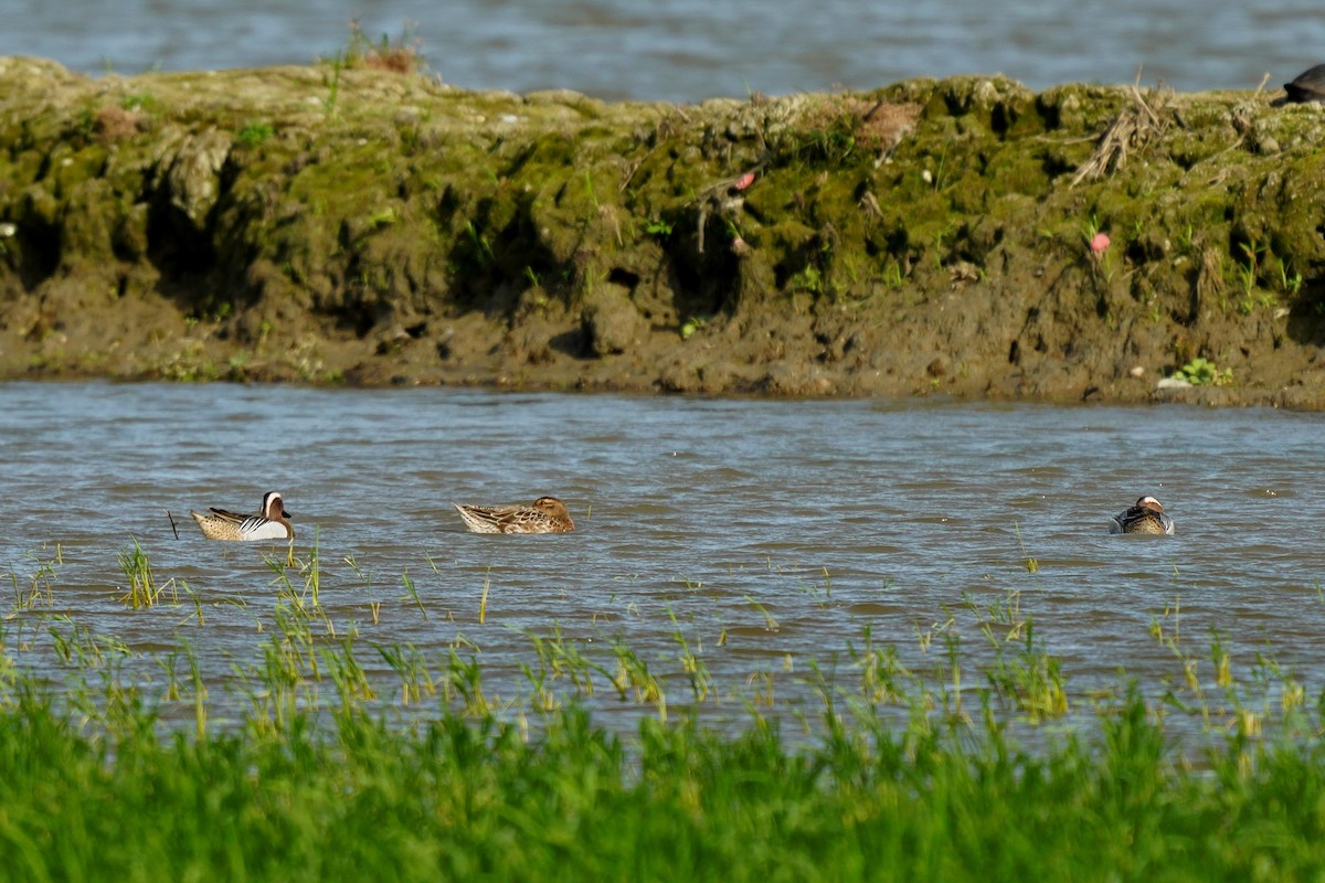 Garganey - JingZu Tu