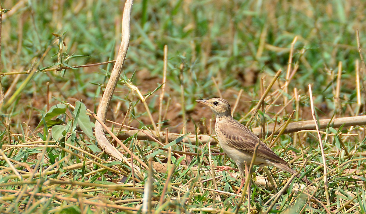 Paddyfield Pipit - Srinivas D