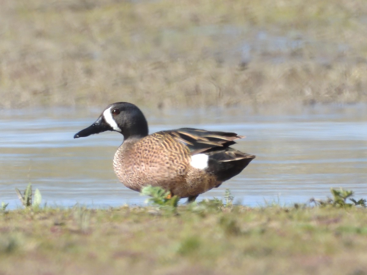 Blue-winged Teal - ML570951681