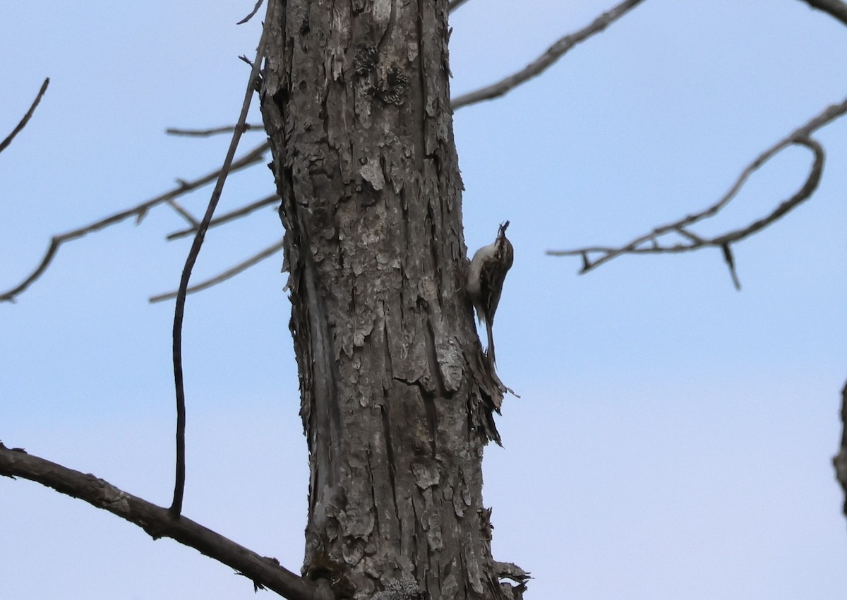 Brown Creeper - ML570954511