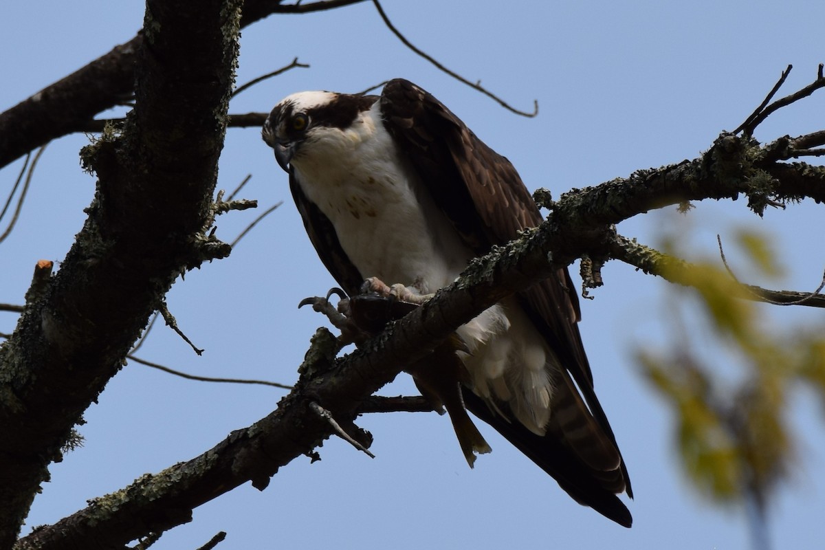 Osprey - Joseph Sefter