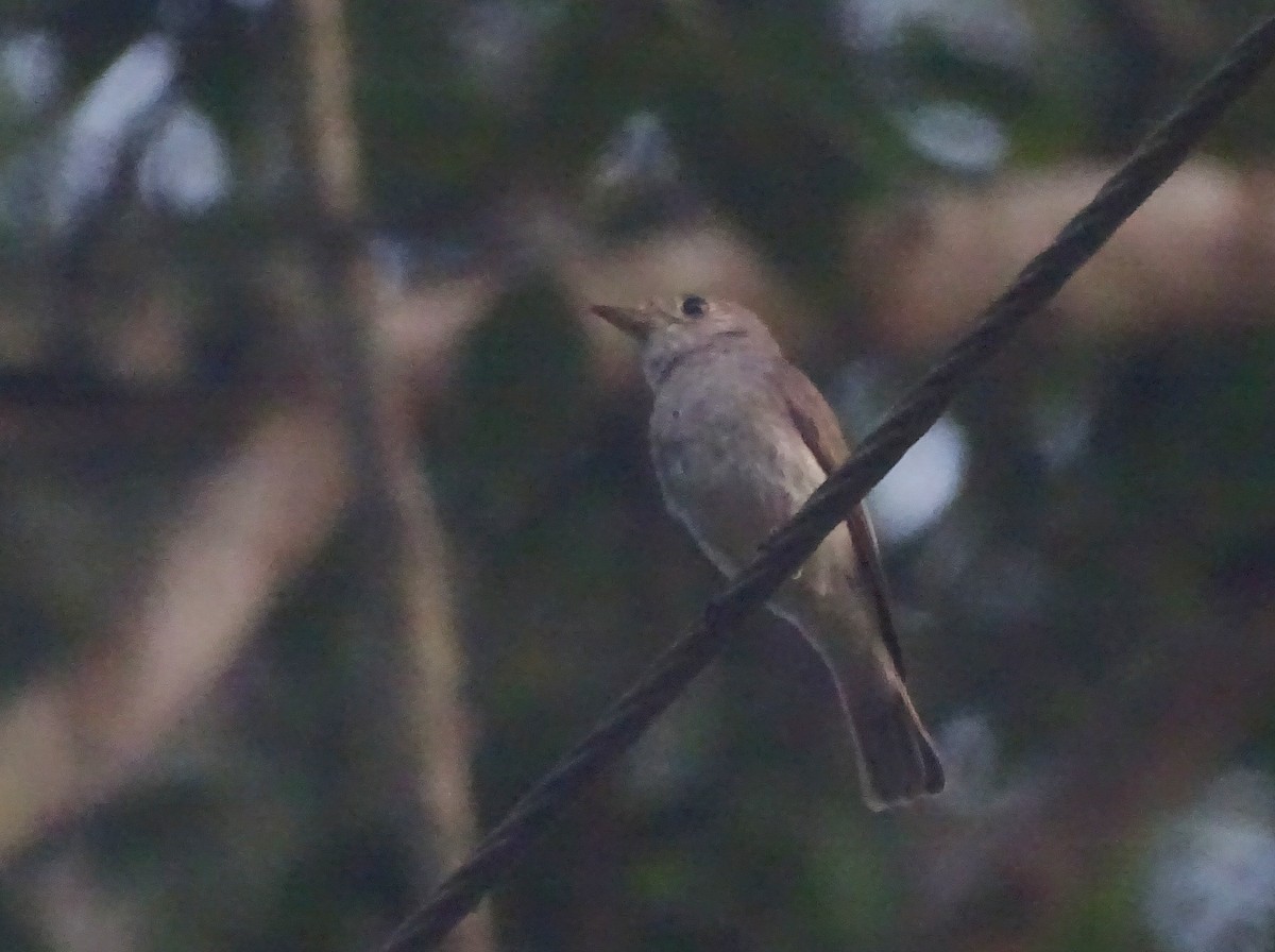 Rusty-tailed Flycatcher - Debjit  Mukherjee