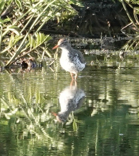 Spotted Sandpiper - ML570955331