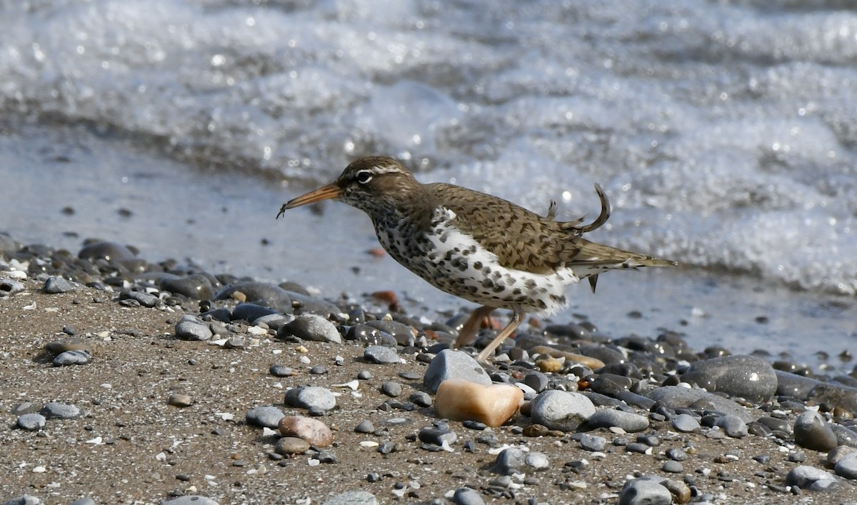 Spotted Sandpiper - ML570955461