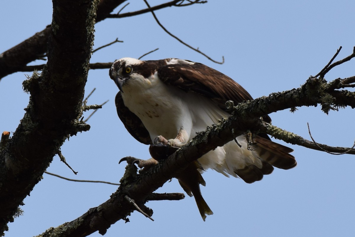 Águila Pescadora - ML570955551