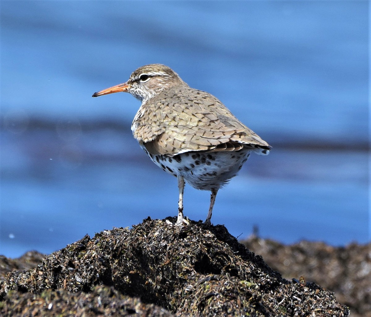 Spotted Sandpiper - ML570956731