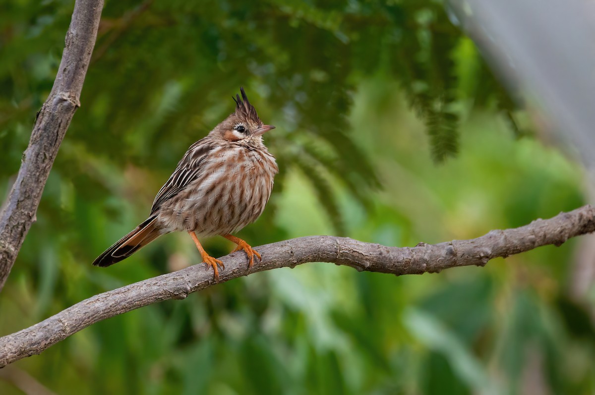 Lark-like Brushrunner - ML570956781