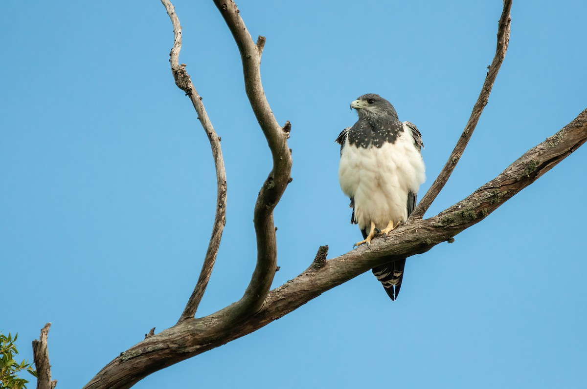 Black-chested Buzzard-Eagle - ML570956891