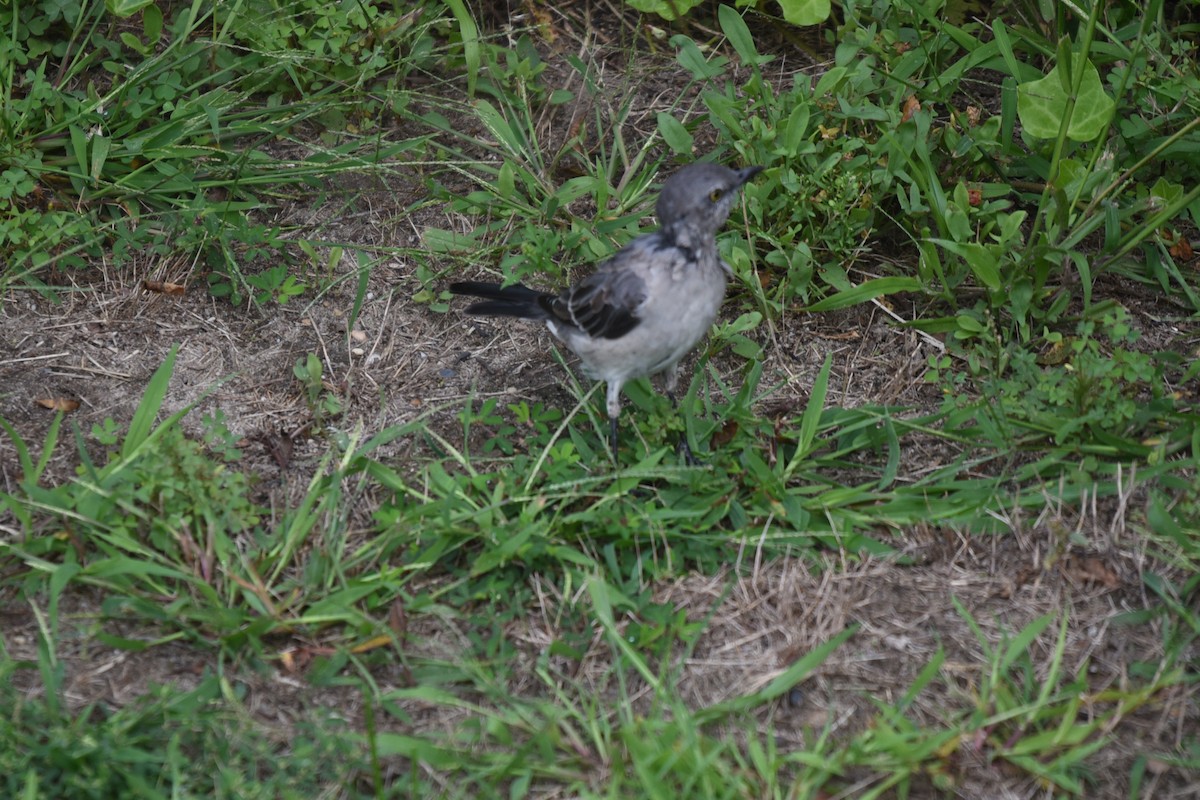 Northern Mockingbird - ML570957251