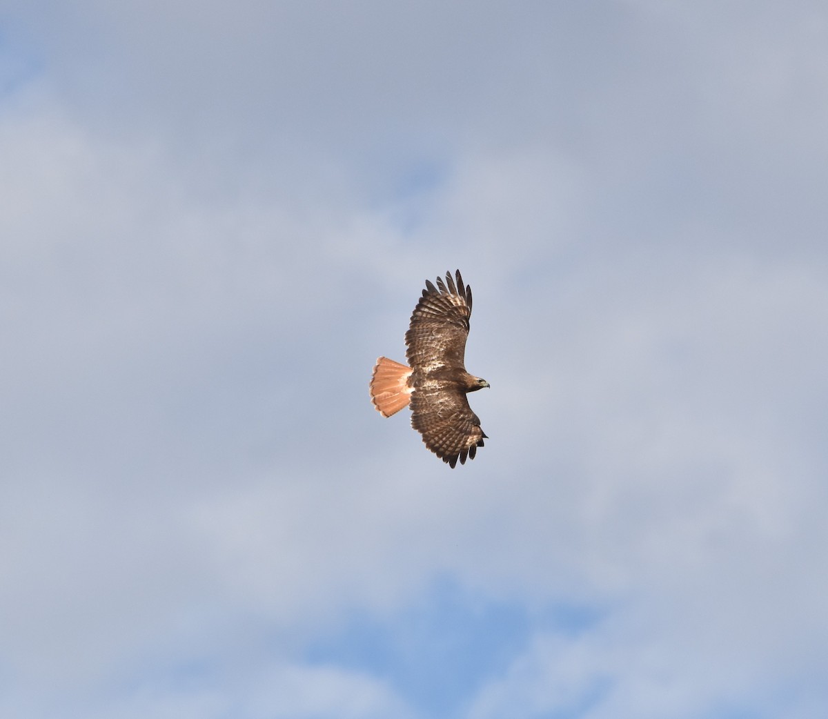 Red-tailed Hawk - ML570957971