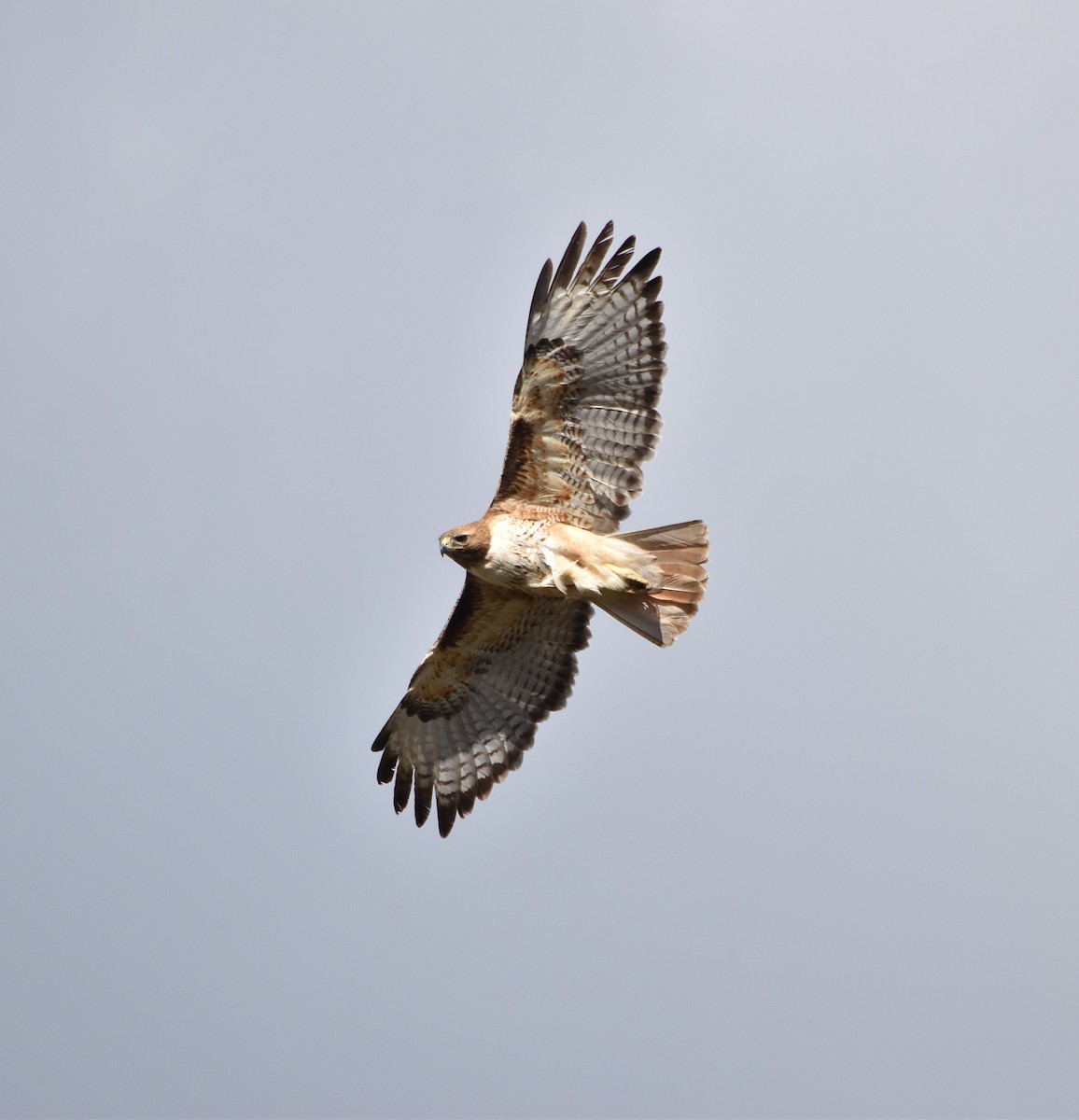 Red-tailed Hawk - ML570958091