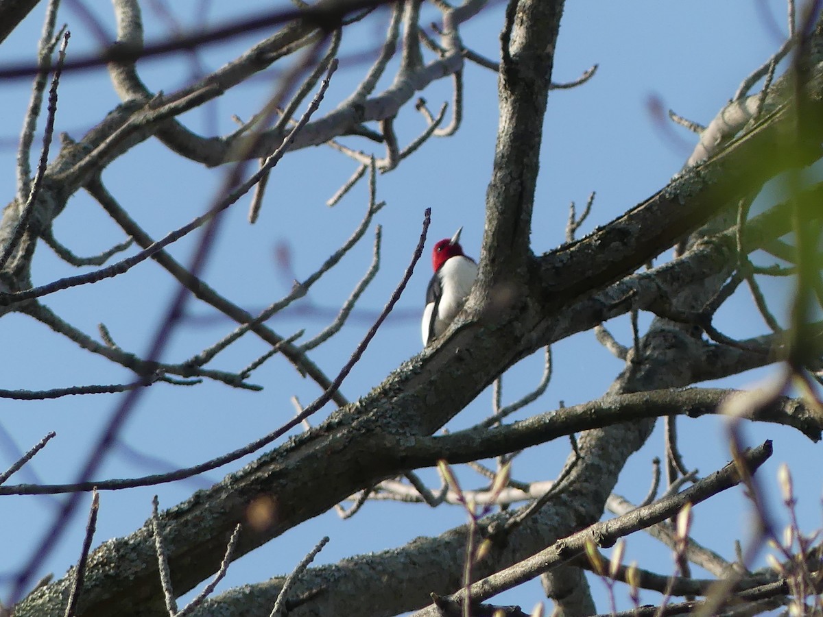 Red-headed Woodpecker - ML570959651