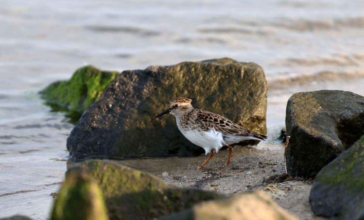 Least Sandpiper - Stefan Mutchnick