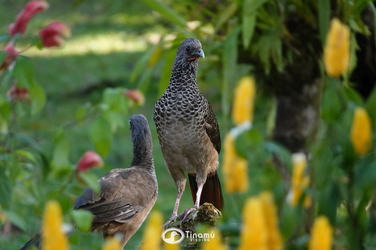 Colombian Chachalaca - Wladimir Giraldo Velasquez