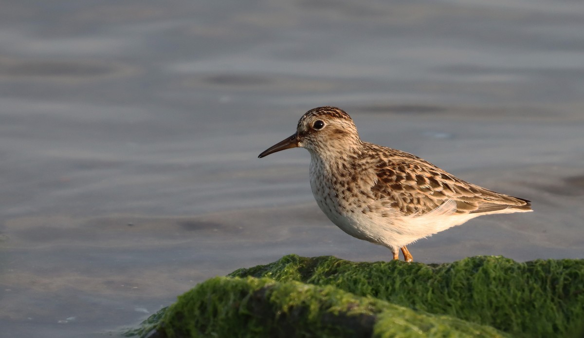 pygmésnipe - ML570960391