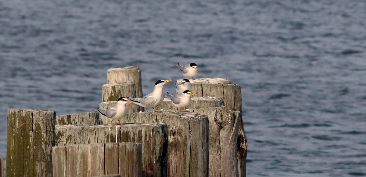 Least Tern - ML570960611