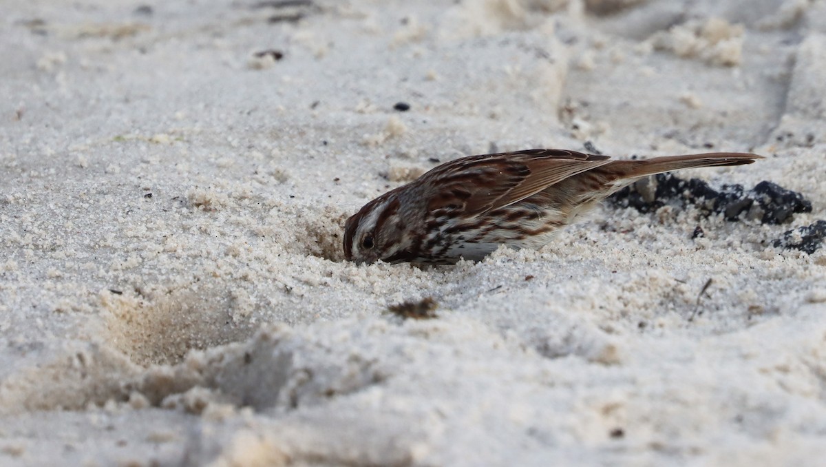 Song Sparrow - ML570961361