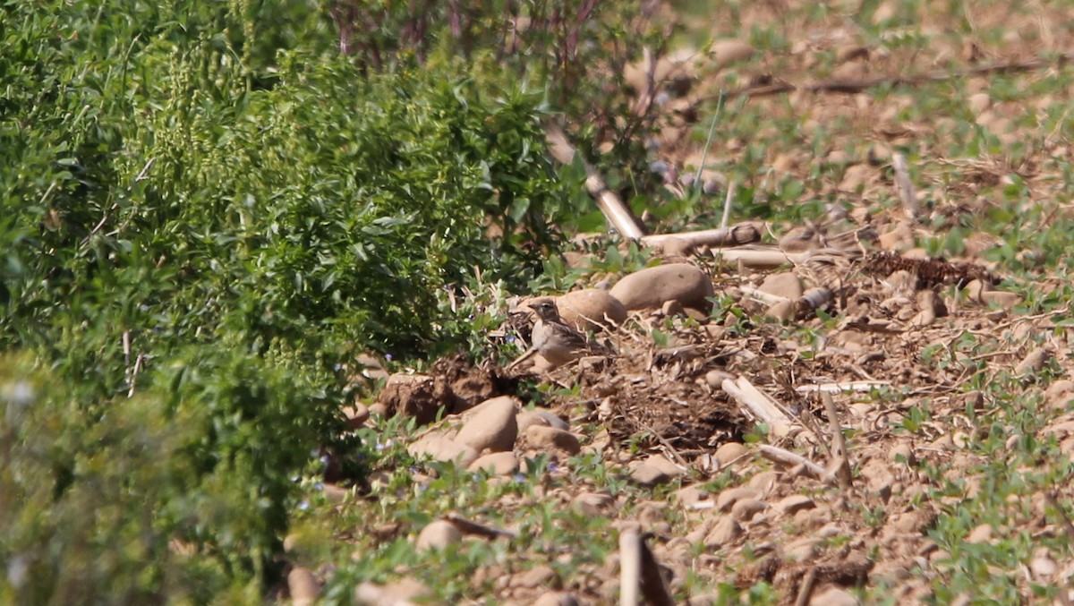 Greater Short-toed Lark - ML57096201