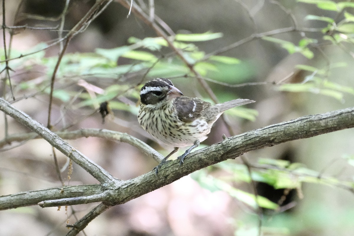 Rose-breasted Grosbeak - Austin C & Haocong R