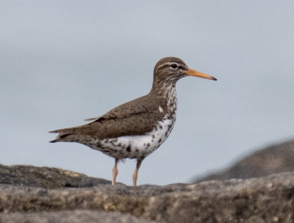 Spotted Sandpiper - Sam Zuckerman