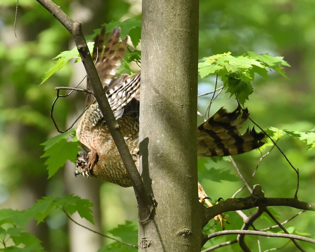 Cooper's Hawk - ML570963781