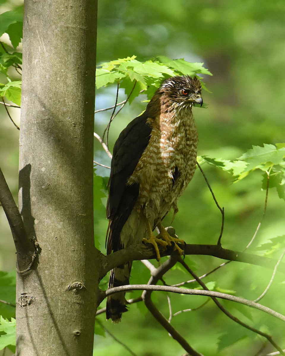 Cooper's Hawk - ML570963791