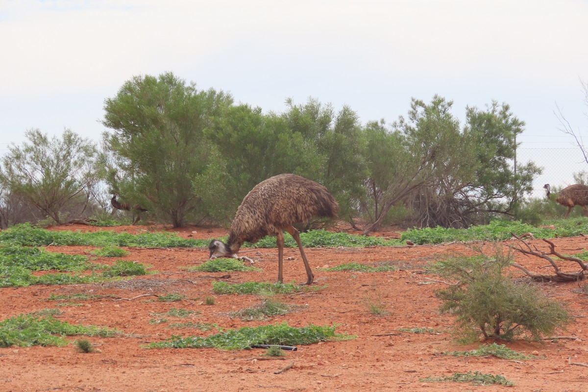 Emu - Darcy Juday
