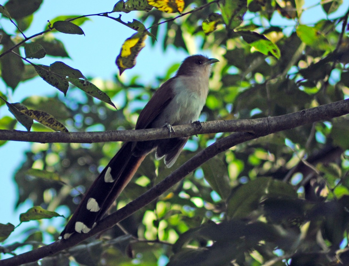 Squirrel Cuckoo - DEBORA MELO